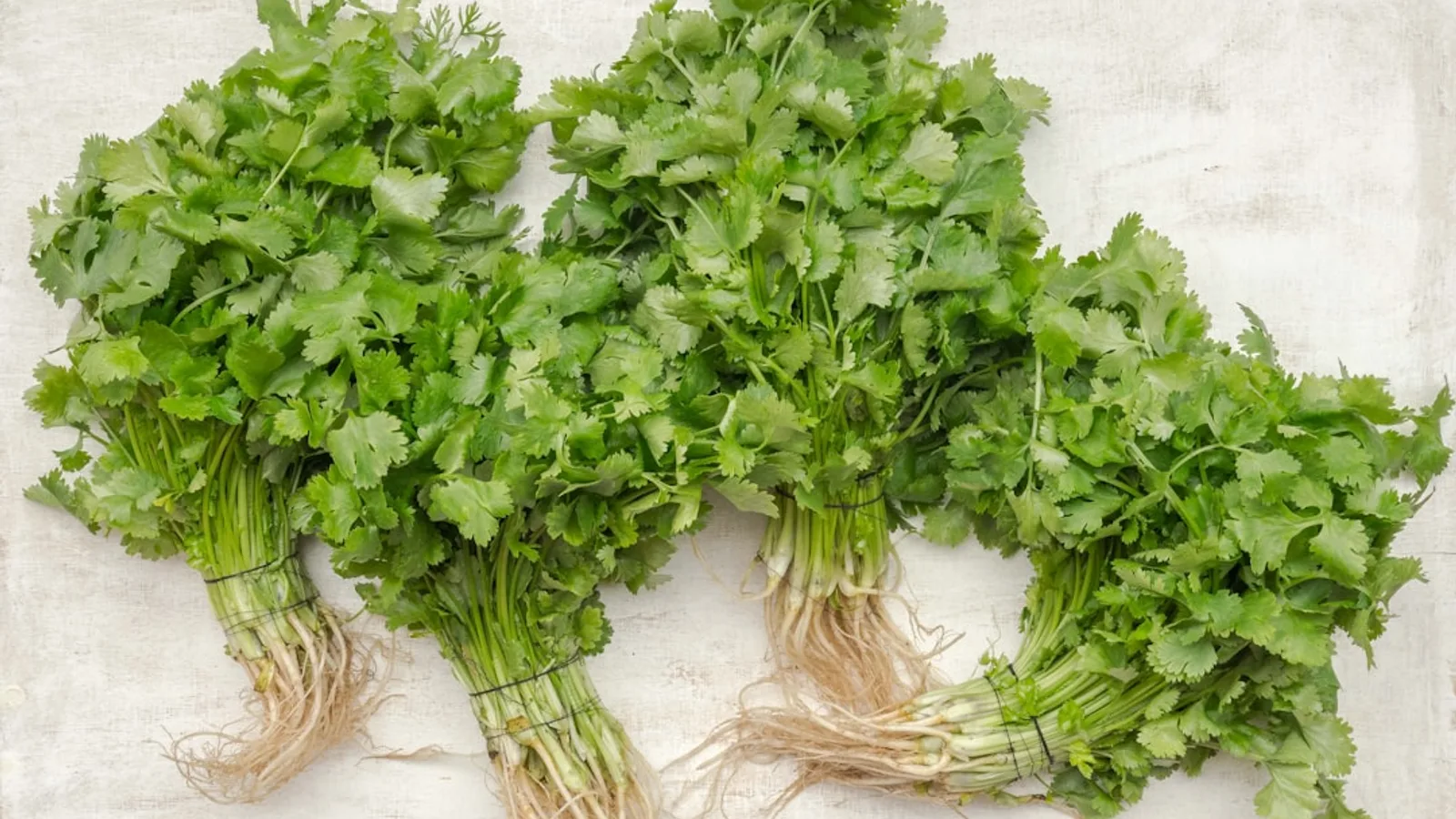 Why Does Cilantro Taste Like Soap to Some People? The Genetics Behind the Most Divisive Herb