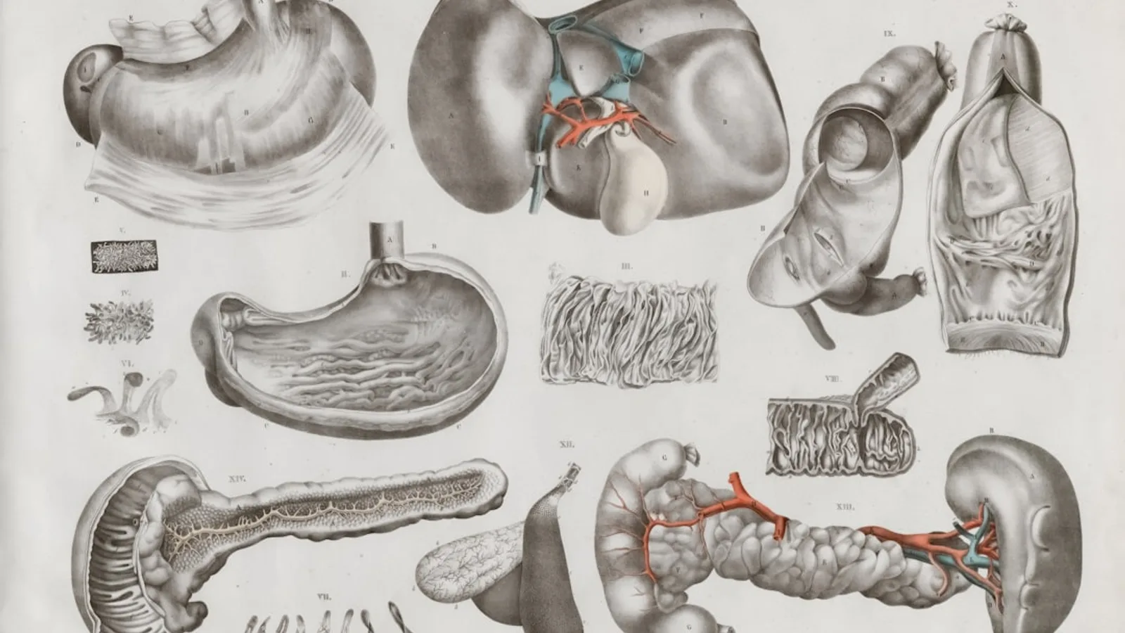 Why Do We Have an Appendix If It Seems Useless?