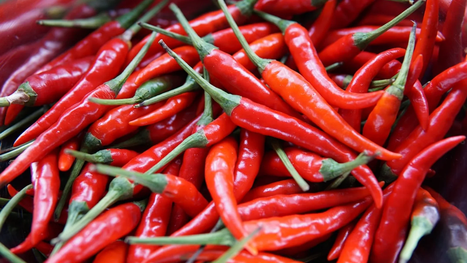 Why Does Spicy Food Feel Hot? The Biology of Capsaicin